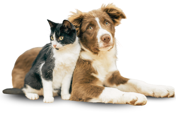 Registro Nacional Perros y Gatos by Old Prince